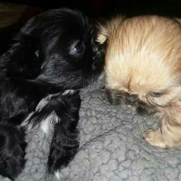 Meet your Posher, Pamela - Picture 1 of 1